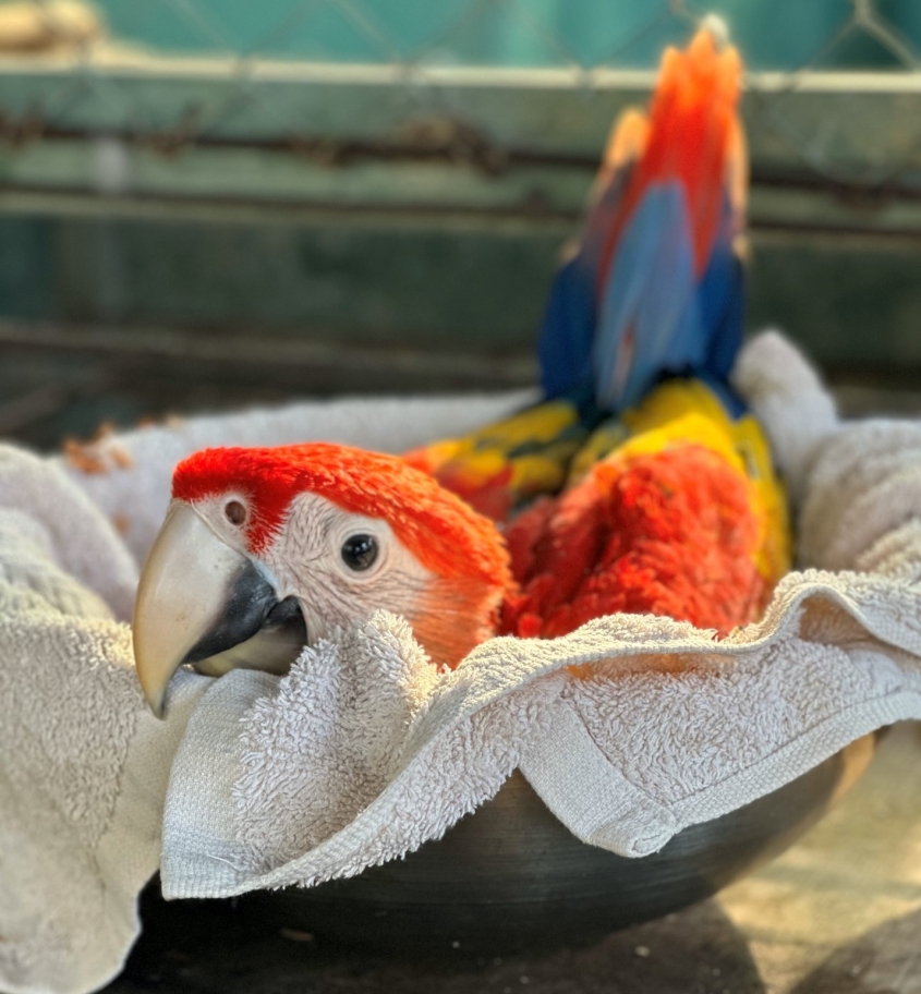 scarlet macaw chick