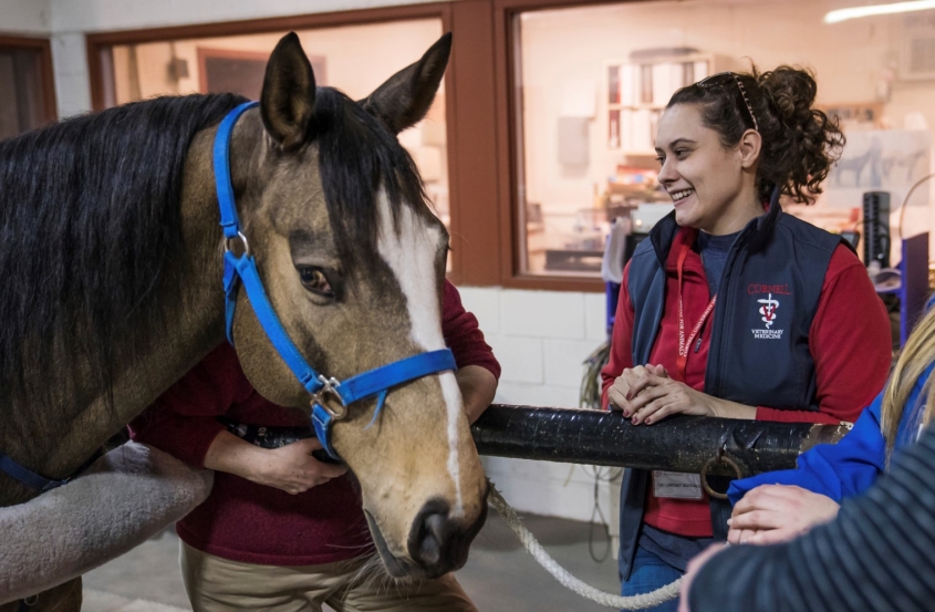 Dr. Lindsay Goodale with an equine patient