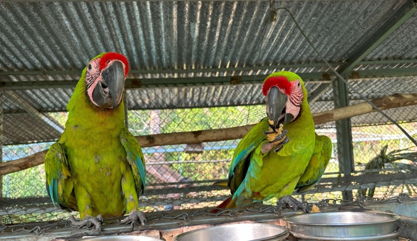 two green parrots