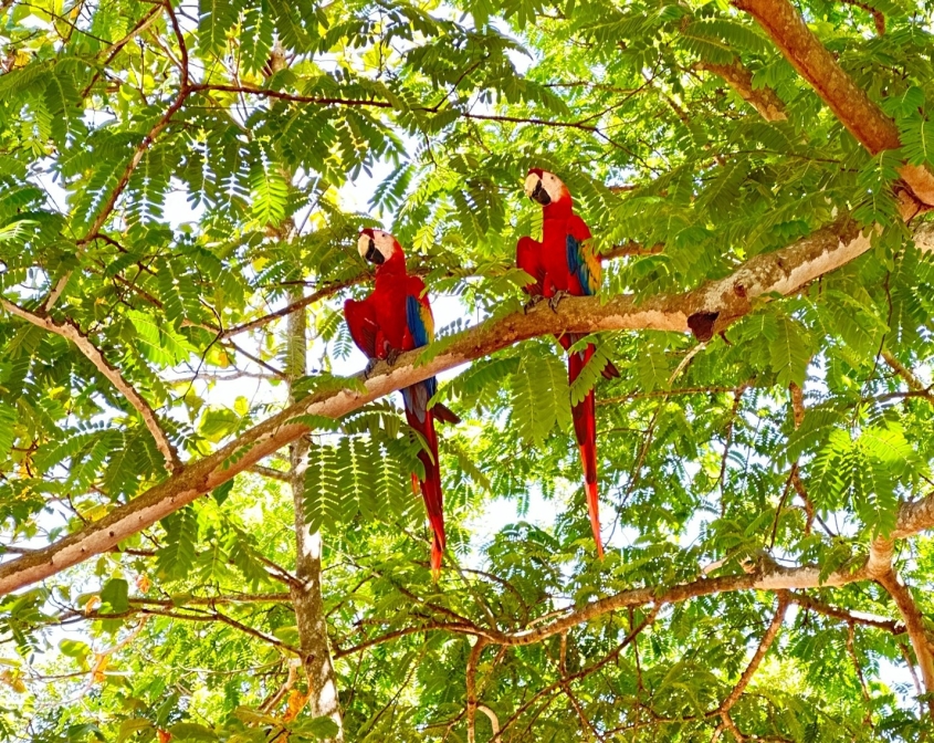 two scarlet macaws in a tree