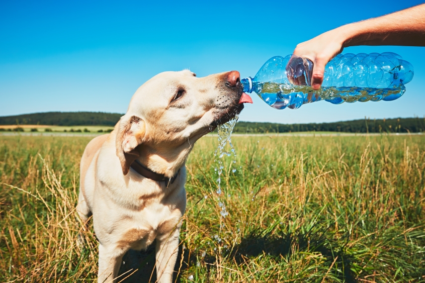 AdobeStock_117855087_Dog drinking water in a field