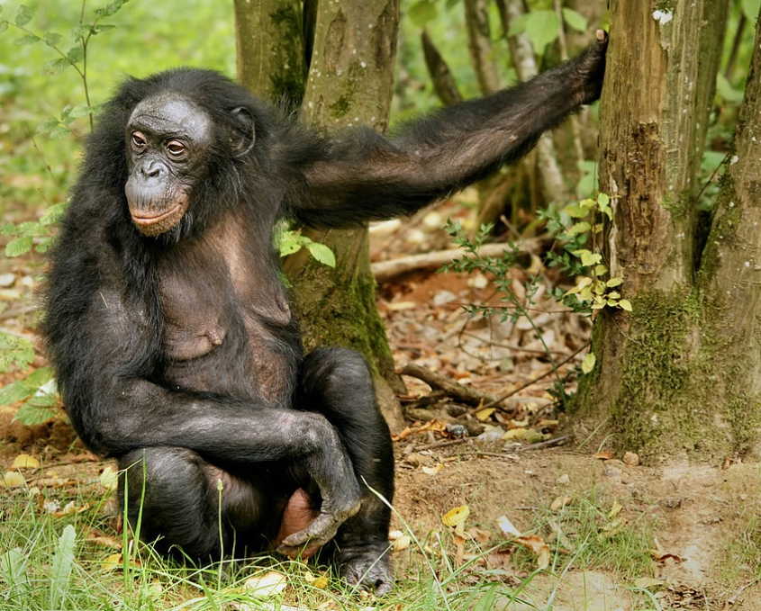 Female bonobo ape