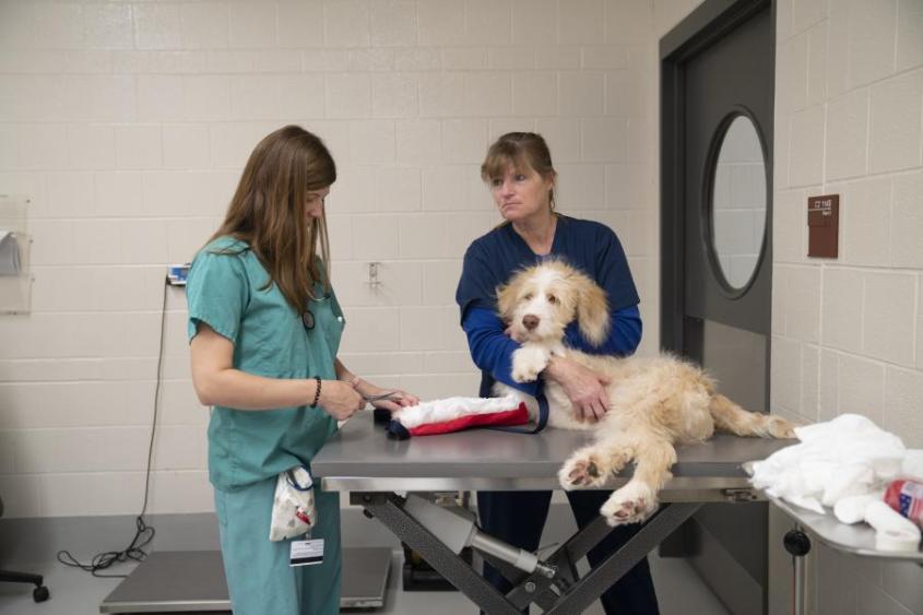 Technicians bandage a dogs leg. 