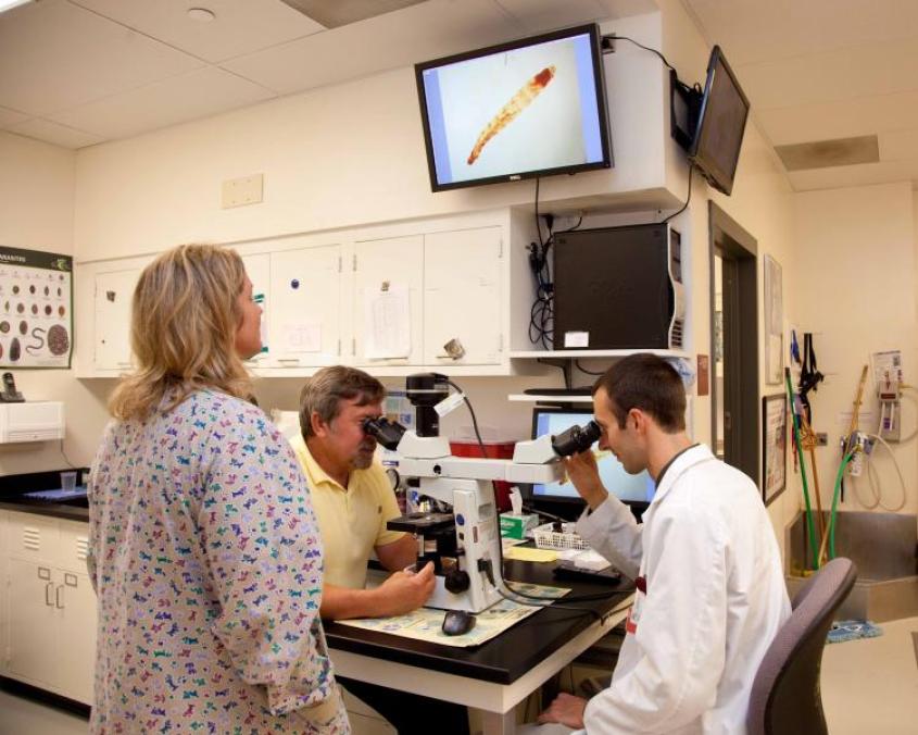 Dermatology veterinarian and student looking through a microscope at a slide, image is projected on screen on the wall. 