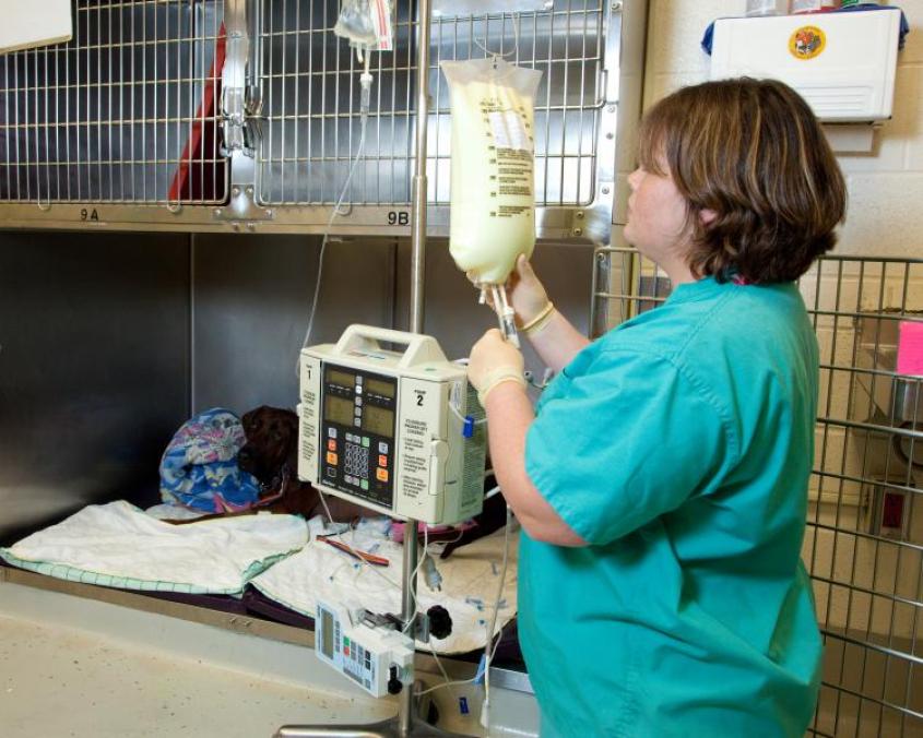 A veterinary technician prepares an IV drip for a patient in the ICU.