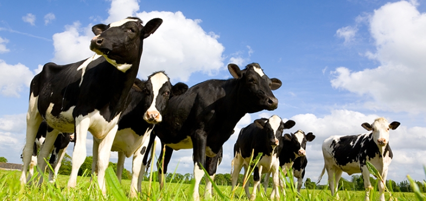 Cows in field