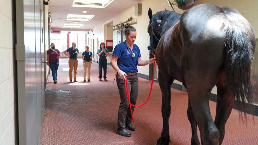 Equine pre purchase exams What to expect Cornell University