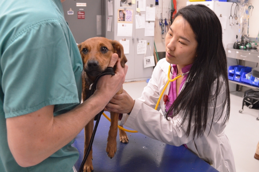 Student Helen Tsoi ’18 obtains a heart rate on her patient, Emma.