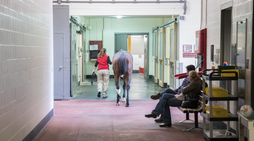 Person leading a horse through hospital hallway