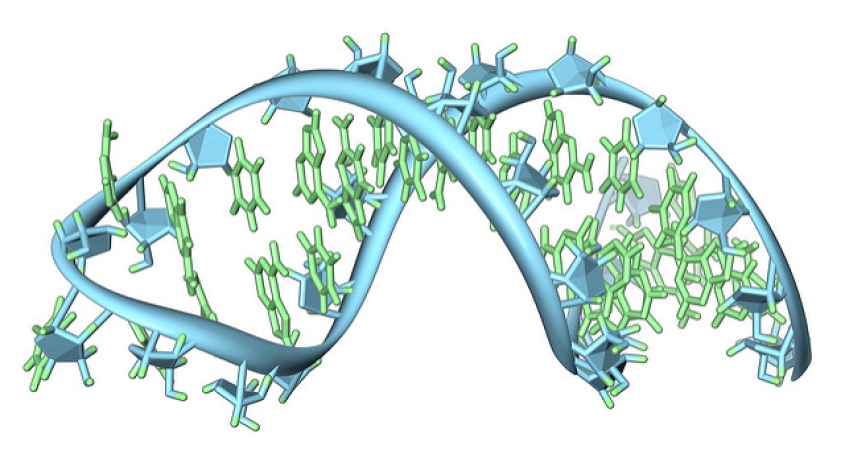 artists illustration of an RNA