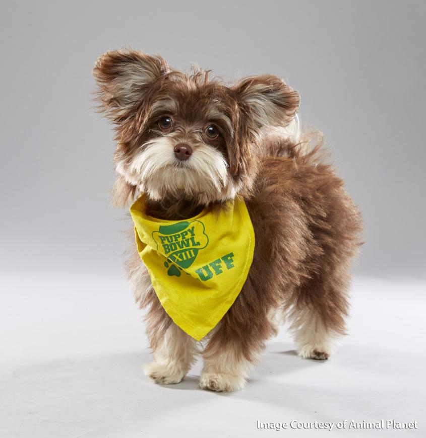 animal planet puppy bowl