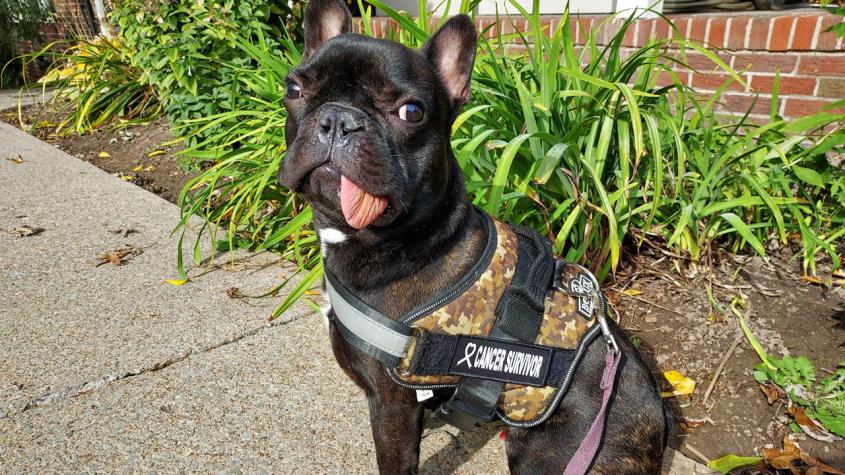 French bulldog puppy spontaneously regrows jaw Cornell