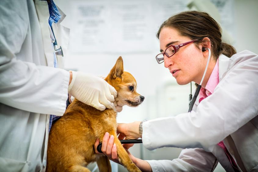 canine veterinarian