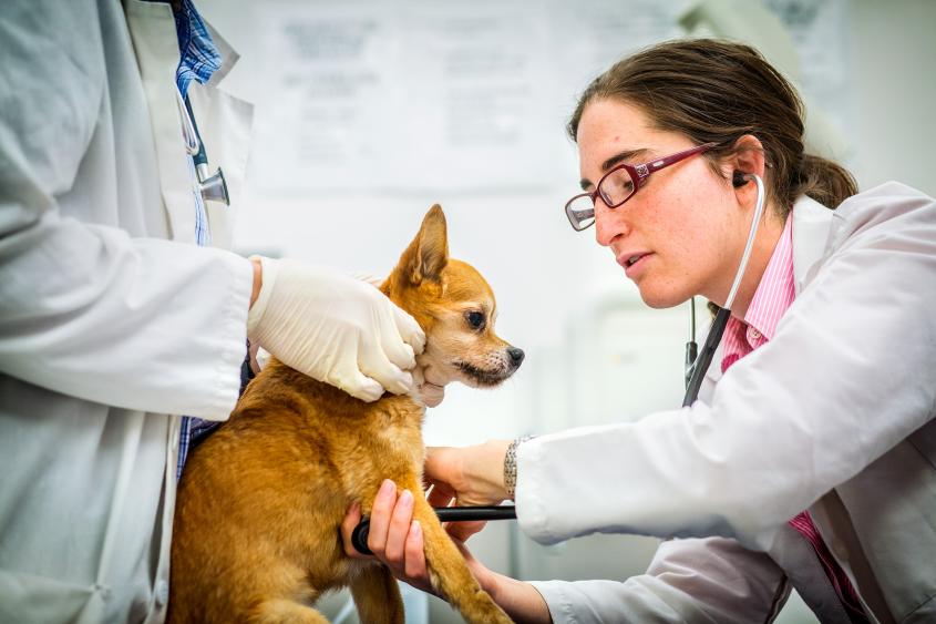 A female vet examines a small dog while a second vet provides support