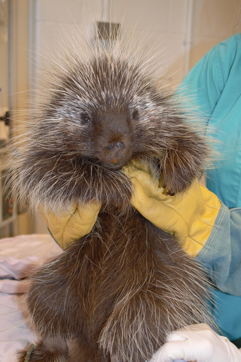 young porcupine