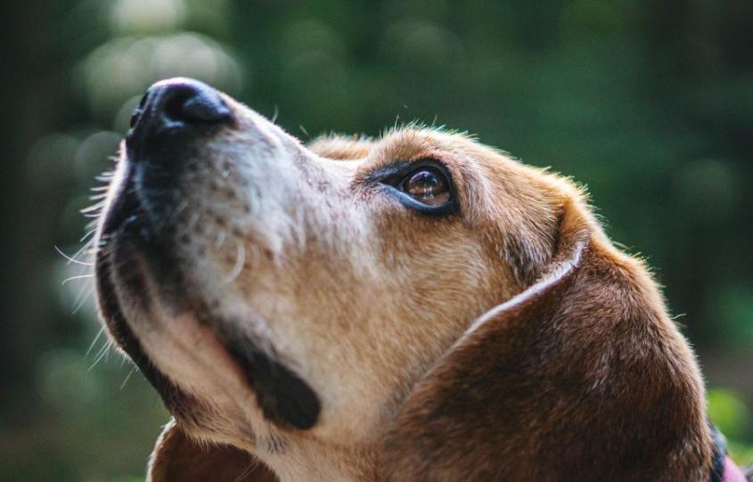 close up of older beagle face