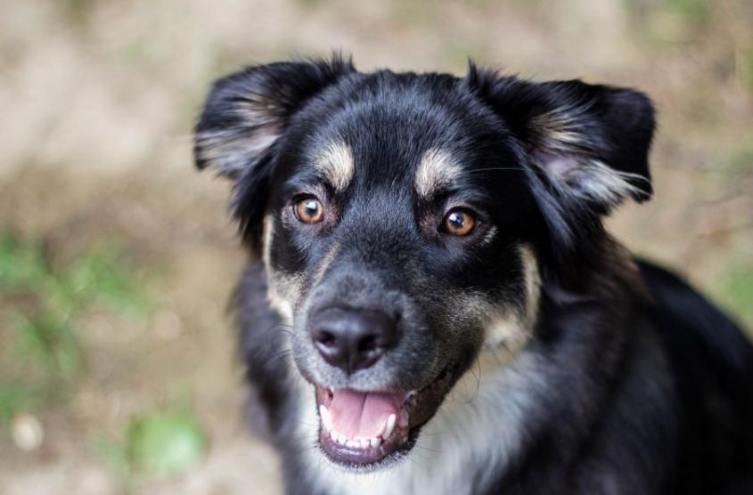 black and tan dog