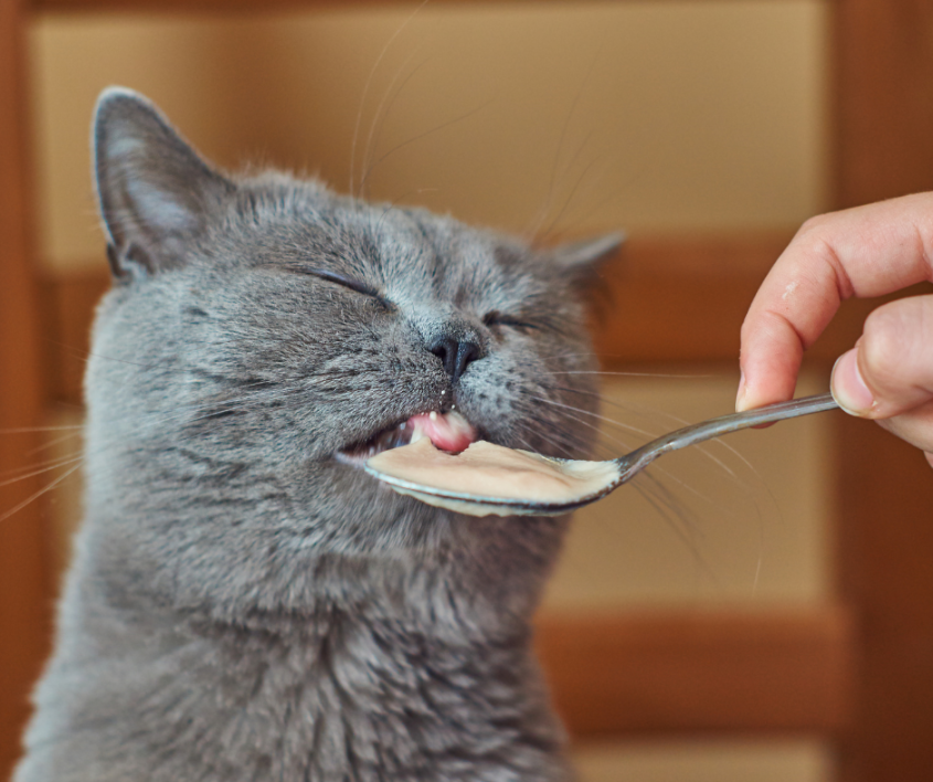 Cat eating food in a spoon