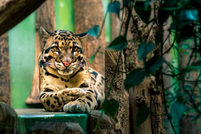 Clouded leopard in a zoo