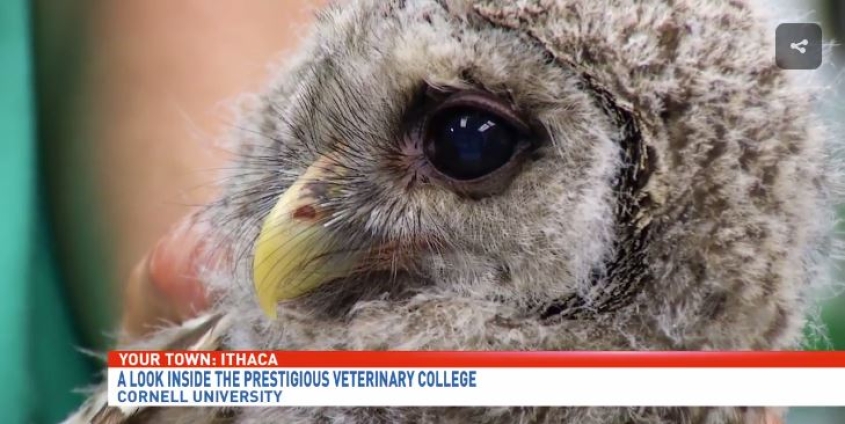 screenshot of an owl being tended to at the wildlife health center