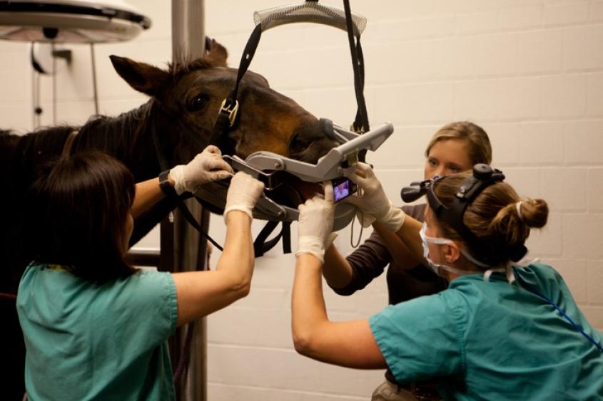 Equine Dentistry