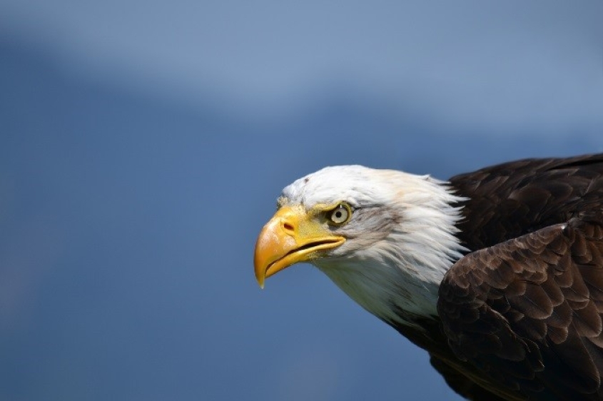 bald eagle