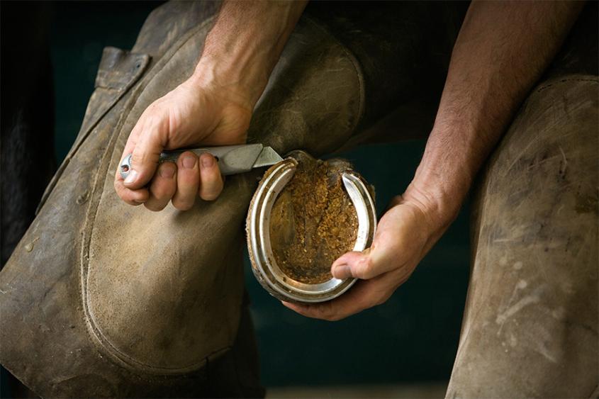 a farriers hands hold a horses hoof to remove a horse shoe.