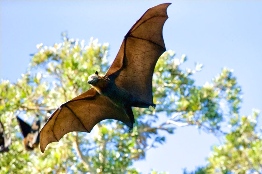 fruit bat flying