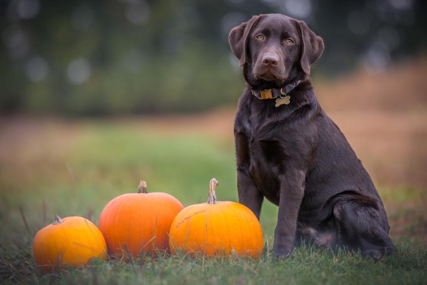 chocolate lab halloween