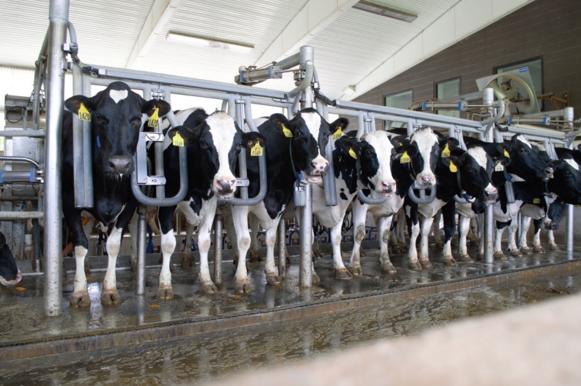 Teaching dairy barn