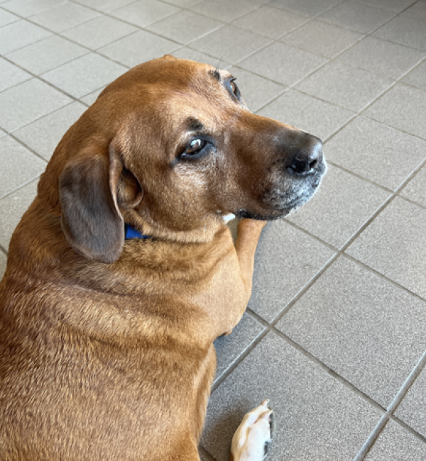 A brown, mixed-breed dog sits sedately and looks to the right