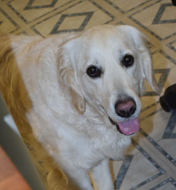 A happy golden retriever gazes up at the camera