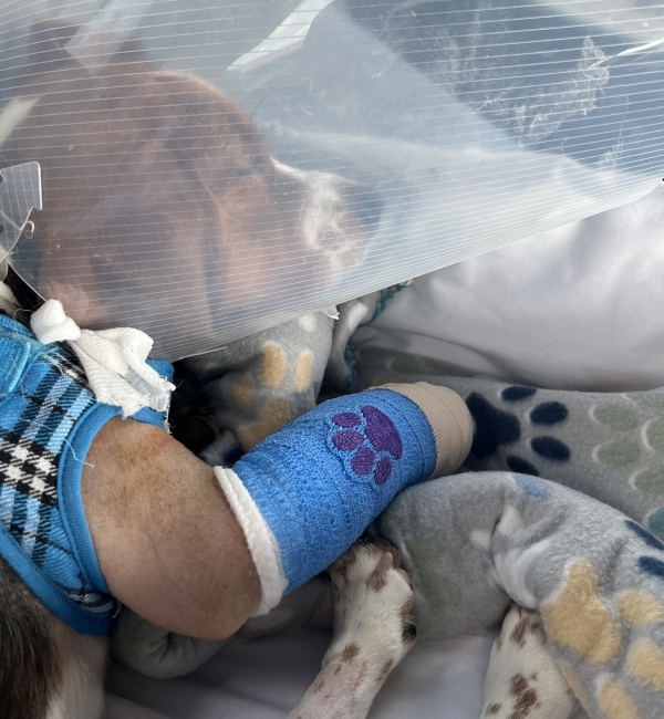 A beagle in a cone with a bandaged leg sleeps on a blanket
