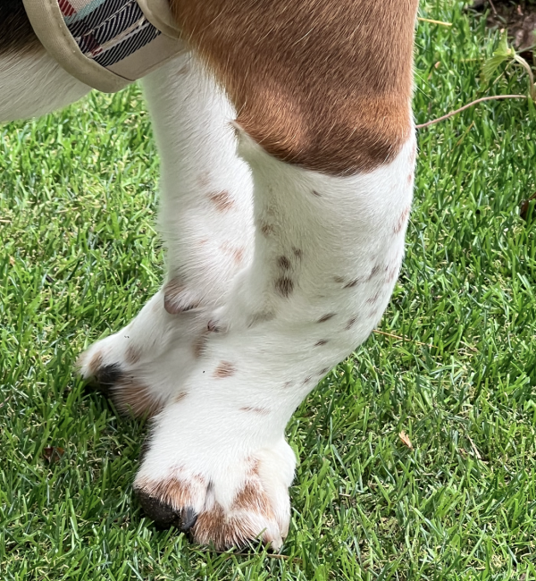 Close up of two bent forelegs of a beagle