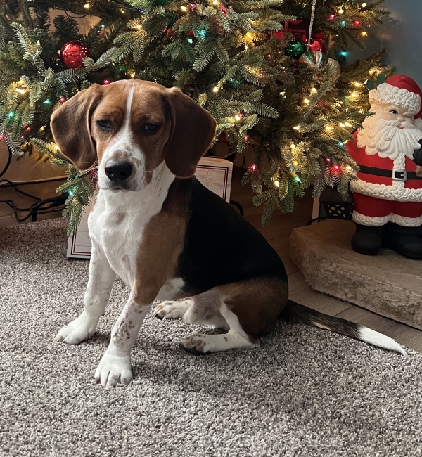 A beagle sits in front of a Christmas tree