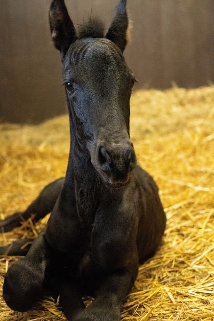 newborn baby horses