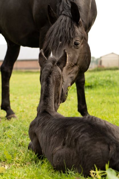 newborn baby horses